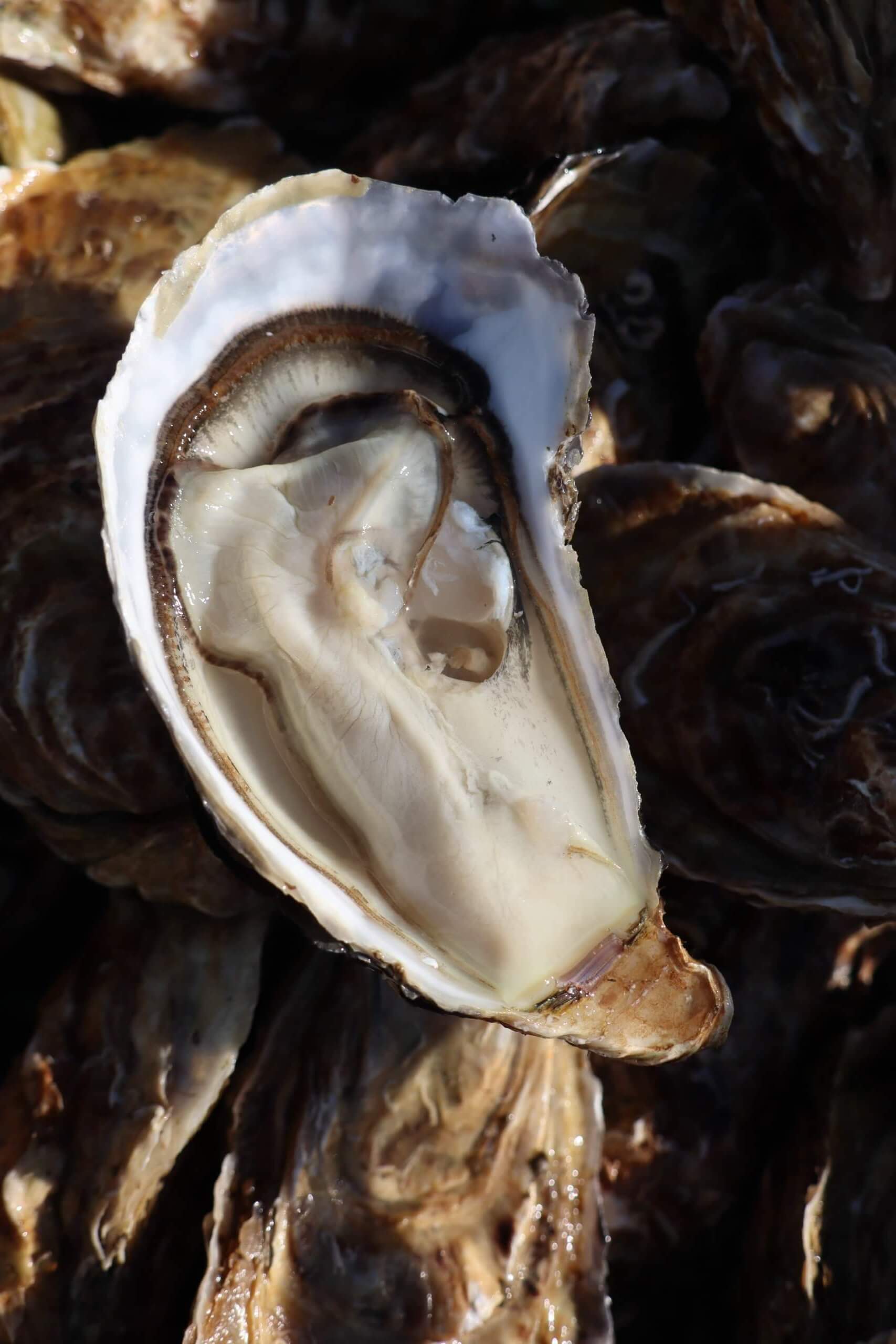 Spéciale de claires huîtres Charente maritime