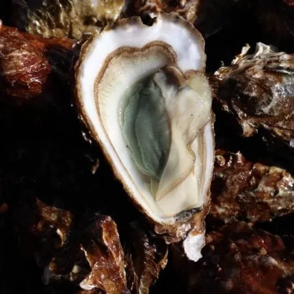 Les Vertes de Claires