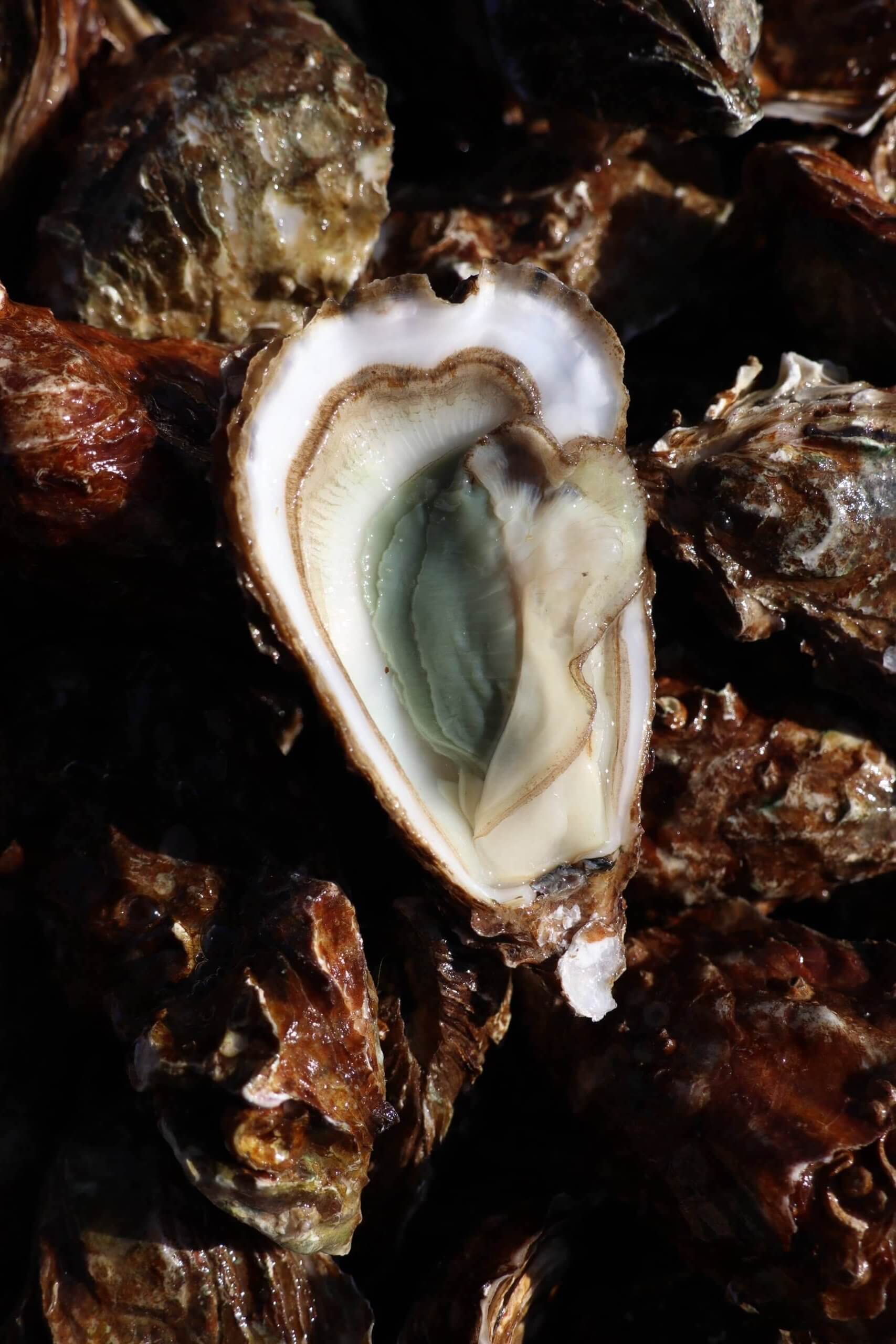 Verte de claires IGP huitres