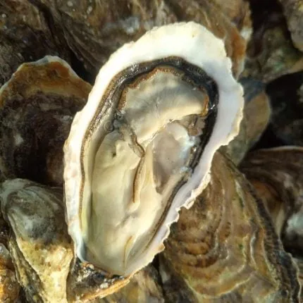 Les Reines des Claires