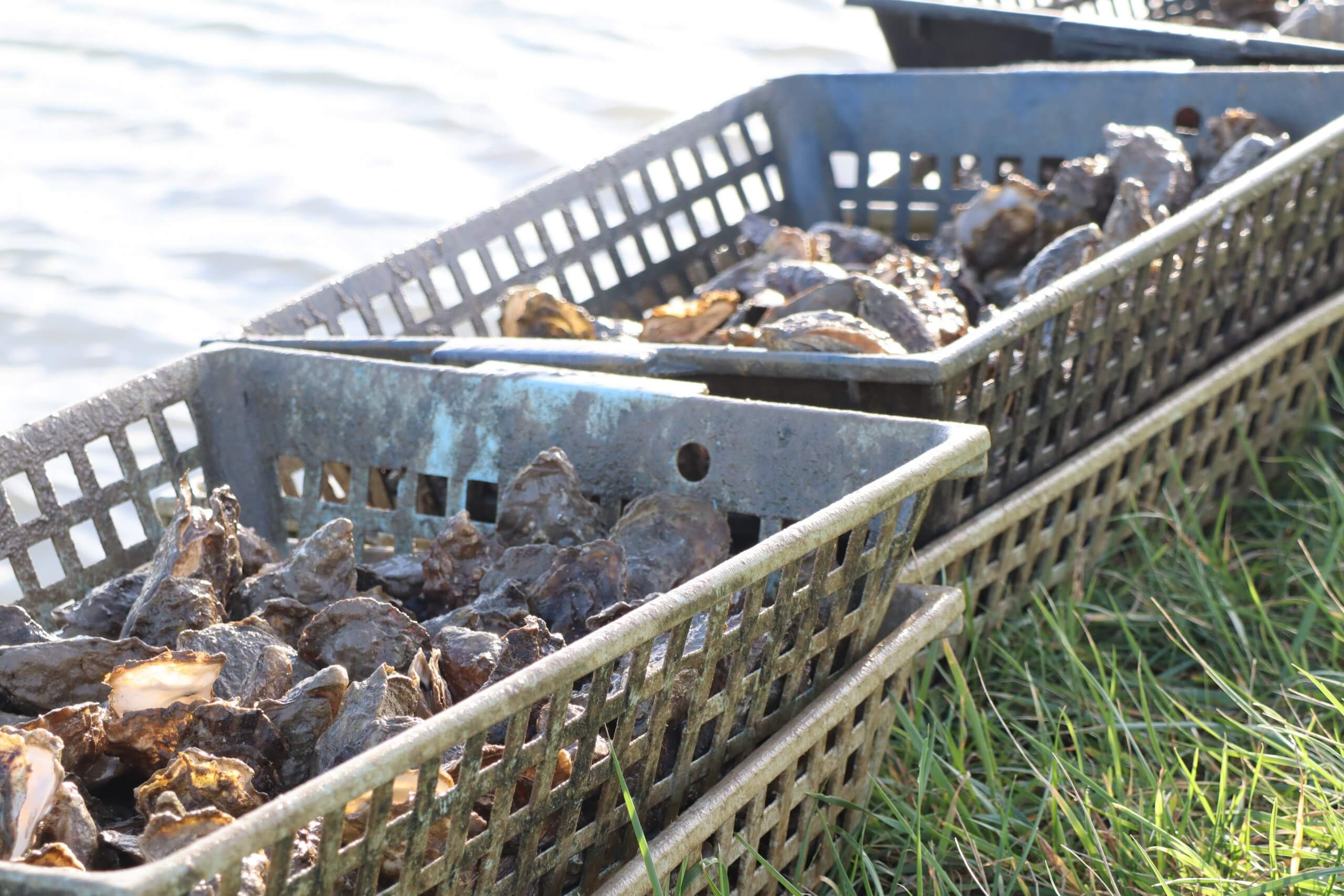 Production des huîtres, le processus – Les Claires d'Arceau